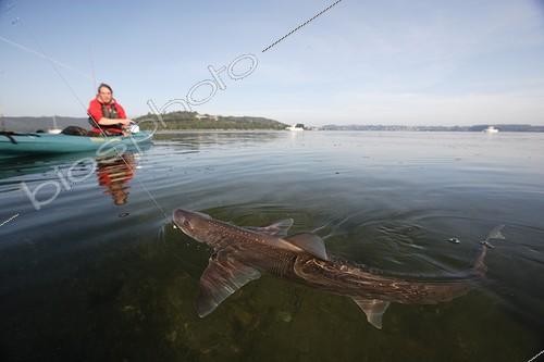 Biosphoto | 1292065 | Pêche sportive aux requins dans un estuaire en Bretagne ; Pratique du  no kill  : les requins sont relâchés après capture. | &copy; Erwan Balança / Biosphoto