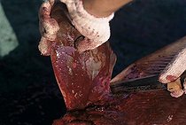 Biosphoto | 1251041 | Pêcheur coupant la nageoire pectorale d'un Requin Iles Cocos | &copy; Jeffrey Rotman / Biosphoto