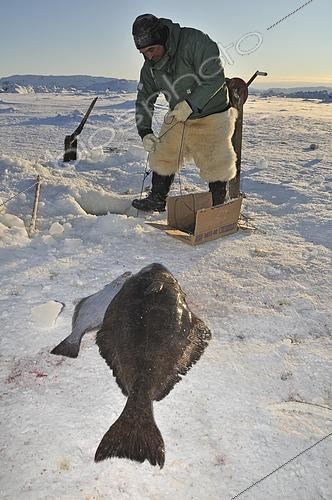Biosphoto | 2480069 | Pêcheur inuit sur la banquise, pêche à la palangre dans le fjord d'Ilulissat, Groenland | &copy; Norbert Eisele-Hein / imageBROKER / Biosphoto