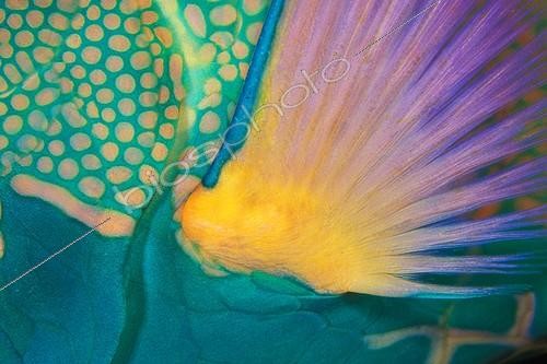 Biosphoto | 981501 | Pectoral Fin of Bicolor Parrotfish, Ari Atoll, Indian Ocean, Maldives | &copy; Borut Furlan / WaterFrame / Biosphoto