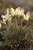 Biosphoto | 696997 | Pédiculaire capitée en fleurs Île Somerset Canada | &copy; Pierre Vernay / Polar Lys / Biosphoto