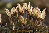 Biosphoto | 696998 | Pédiculaire capitée en fleurs Île Somerset Canada | &copy; Pierre Vernay / Polar Lys / Biosphoto