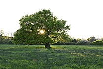 Biosphoto | 2621643 | Pedunculate oak (Quercus robur). Old oak in a wet meadow, Nantes suburbs, France. | &copy; Guy Piton / Biosphoto