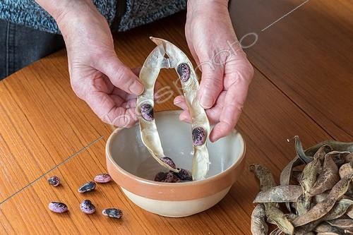 Biosphoto | 2024077 | Peeling of scarlet runners | &copy; Yann Avril / Biosphoto