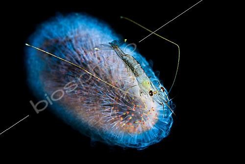 Biosphoto | 2397174 | Pelagic Shrimp (Funchalia villosa) drifting on a Pyrosome off the Tahiti Reef at night, French Polynesia | &copy; Fabien Michenet / Biosphoto
