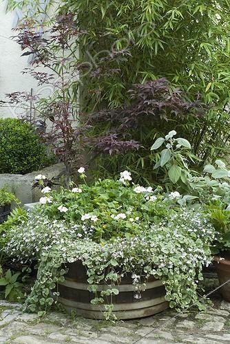 Biosphoto | 851351 | Pelargonium in half barrel on a garden terrace | &copy; Laurie Hégo / Biosphoto