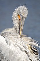 Biosphoto | 1252568 | Pélican frisé se toilettant | &copy; Thierry Van Baelinghem / Biosphoto