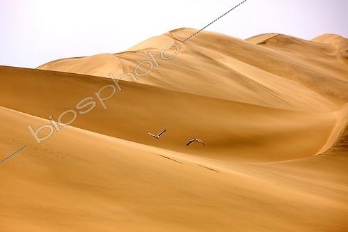 Biosphoto | 1716085 | Pélicans blancs en vol Désert près de Walvis Bay en Namibie | &copy; Gérard Lacz / Biosphoto