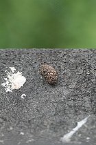 Biosphoto | 1235829 | Pelote de réjection d'un Faucon kobez en Hongrie | &copy; Jean-François Noblet / Biosphoto