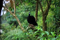 Biosphoto | 2395137 | Pénélope unicolore (Chamaepetes unicolor) sur une branche, Costa Rica | &copy; Jean-François Noblet / Biosphoto