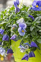 Biosphoto | 2597580 | Pensée cornue horticole (Viola cornuta) en potée suspendue | &copy; Marie Aymerez / Biosphoto