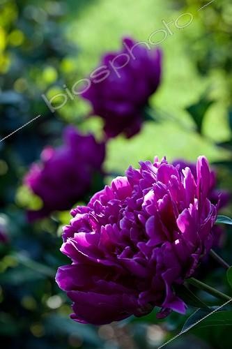 Biosphoto | 890639 | Peonies in bloom in a garden | &copy; Philippe Giraud / Biosphoto