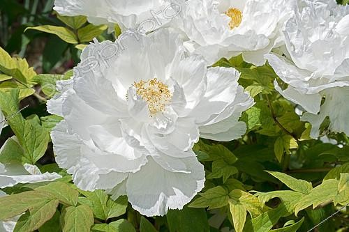 Biosphoto | 2142366 | Peony 'Shimane Renkaku' in bloom in a garden | &copy; Frédéric Didillon / Biosphoto