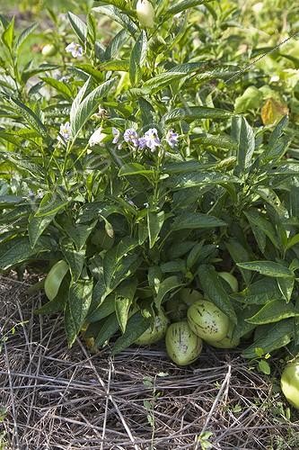 Biosphoto | 910718 | Pépinos au jardin potager | &copy; NouN / Biosphoto