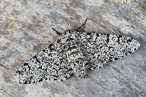 Biosphoto | 2609795 | Pepper and salt Moth (Biston betularia) Female imago of the light form living in an unpolluted area, Plénée-Jugon, Côtes-d'Armor, Brittany, France. | &copy; Dominique Halleux / Biosphoto