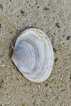 Biosphoto | 2609811 | Peppery furrow shell (Scrobicularia plana) on the sand, National Nature Reserve of the Bay of St-Brieuc, Côtes-d'Armor, Brittany, France. | &copy; Dominique Halleux / Biosphoto