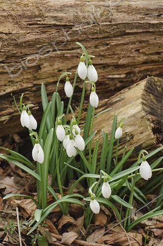 Biosphoto | 967908 | Perce-neige en fleur en hiver Espagne | &copy; Roger Eritja / Biosphoto