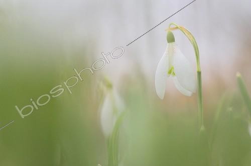 Biosphoto | 1529785 | Perce neige en fleurs en hiver en Lorraine France | &copy; Robin Monchâtre / Biosphoto