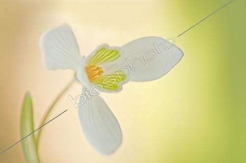 Biosphoto | 1499624 | Perce-neige ; Galanthus nivalis, Snowdrop, White subject. | &copy; Annemarie Farley / Flowerphotos / Biosphoto