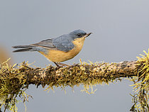 Biosphoto | 2608912 | Percefleur rouilleux (Diglossa sittoides) sur une branche, Manu, Pérou | &copy; Ignacio Yufera / Biosphoto