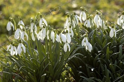 Biosphoto | 24094 | Perces-neige en fleur Haut-Rhin ; Fin Février | &copy; Denis Bringard / Biosphoto