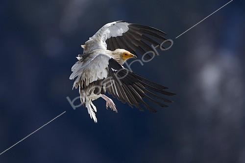 Biosphoto | 2126092 | Percnoptère d'Egypte (Neophron percnopterus) sur le point de se poser, Pyrénées, Aragon, Espagne | &copy; Franz Christoph Robiller / imageBROKER / Biosphoto