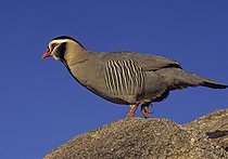 Biosphoto | 1249442 | Perdrix à tête noire sur des rochers Arabie Saoudite | &copy; Michel Gunther / Biosphoto