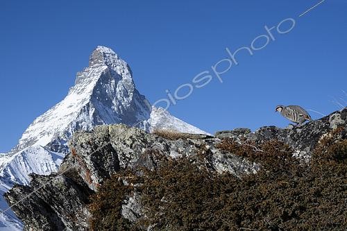 Biosphoto | 2600614 | Perdrix bartavelle (Alectoris graeca), devant le Cervin, alpes valaisannes, Suisse. | &copy; Olivier Born / Biosphoto