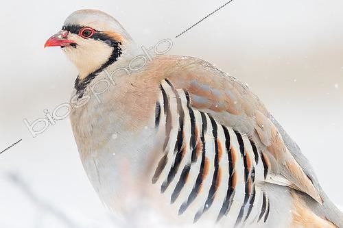 Biosphoto | 2551361 | Perdrix choukar (Alectoris chukar) adulte au sol en hiver au Ladakh | &copy; Bastien Chaix / Biosphoto
