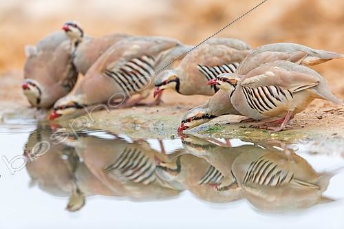 Biosphoto | 2412162 | Perdrix choukars (Alectoris chukar) buvant au point d'eau, HaDarom, Israêl | &copy; Mathias Schaef / BIA / Biosphoto