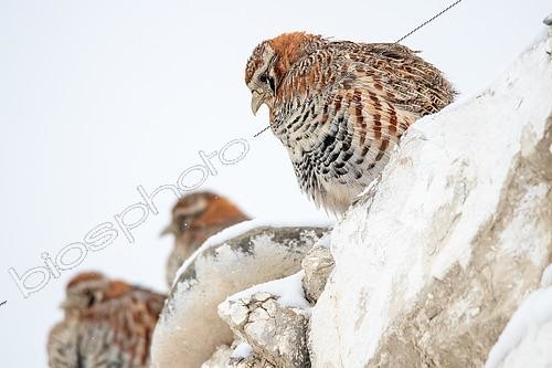 Biosphoto | 2551359 | Perdrix de Hodgson (Perdix hodgsoniae) sur un muret dans un village en hiver, Ladakh, Inde | &copy; Bastien Chaix / Biosphoto