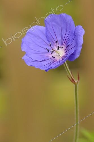 Biosphoto | 956056 | Perennial Geranium flower in garden Normandy France | &copy; Sébastien Herent / Biosphoto