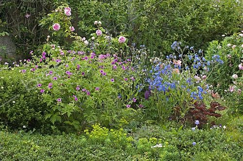 Biosphoto | 2143275 | Perennial geranium (Geranium psilostemon) 'Bressingham Flair', Bugloss (Anchusa azurea), Rose (Rosa sp), Spurge (Euphorbia), Heuchera (Heuchera).  'Jardin de la Chaux', Burgundy, France | &copy; Frédéric Didillon / Biosphoto
