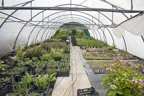 Biosphoto | 1994440 | Perennials in a nursery | &copy; Dominique Dumas / Biosphoto