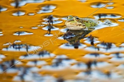 Biosphoto | 2035383 | Perez's frog in water at dusk - Aragon Spain | &copy; Óscar Díez Martínez / Biosphoto