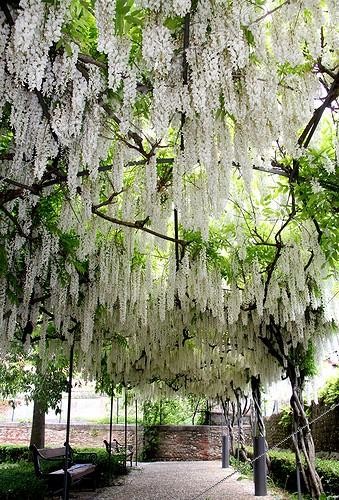 Biosphoto | 2069401 | Pergola de glycines blanches (wisteria floribunda alba) | &copy; Lamontagne / Biosphoto