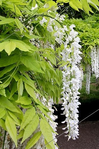 Biosphoto | 2455893 | Pergola of white wisterias (Wisteria floribunda alba), France | &copy; Lamontagne / Biosphoto