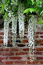 Biosphoto | 2455895 | Pergola of white wisterias (Wisteria floribunda alba), France | &copy; Lamontagne / Biosphoto