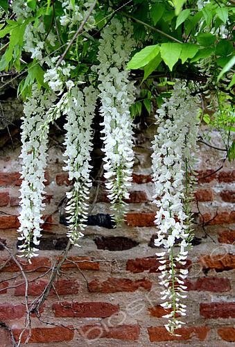 Biosphoto | 2455895 | Pergola of white wisterias (Wisteria floribunda alba), France | &copy; Lamontagne / Biosphoto