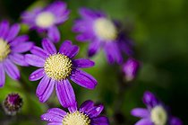 Biosphoto | 1993765 | Pericallis echinata en fleurs - Ténérife Canaries | &copy; Anne Claire Monna / Biosphoto
