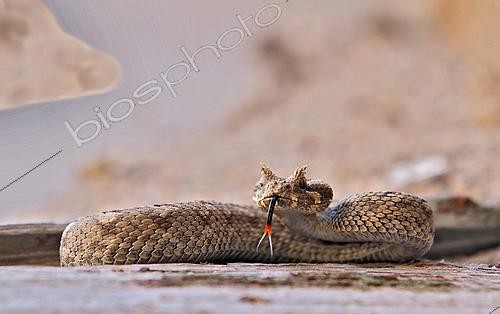 Biosphoto | 2622921 | Peringuey's adder (Bitis peringueyi). Namibia. | &copy; Michel Bureau / Biosphoto