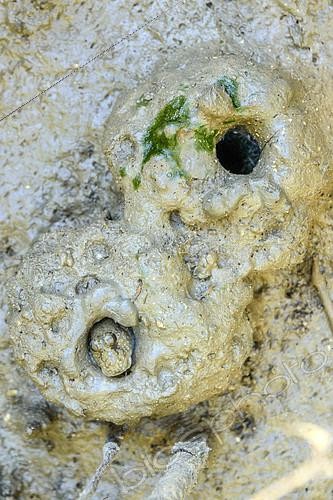 Biosphoto | 2095279 | Périophthalme (Periophthalmus argentilineatus) dans son trou, Mangrove de Belo sur Mer, au sud de Morondava, Madagascar | &copy; Jean-Philippe Delobelle / Biosphoto