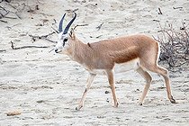 Biosphoto | 2551360 | Persian goitered gazelle (Gazella subgutturosa) male walking in the sand, in captivity in an enclosure to reintroduce the species in Kyrgyzstan | &copy; Bastien Chaix / Biosphoto