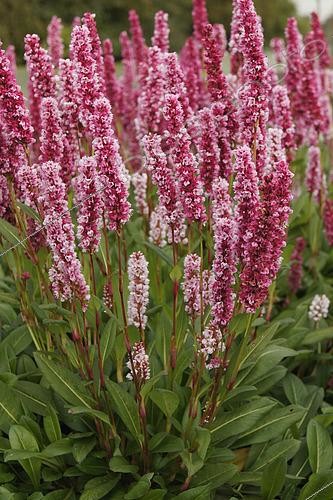 Biosphoto | 2505534 | Persicaria affinis Darjeeling Red, fleurs | &copy; Visions Pictures / Biosphoto