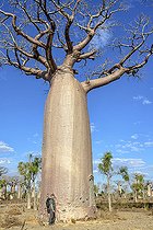 Biosphoto | 2095201 | Personnage devant le tronc d'un Baobab (Adansonia grandidieri), Forêt sèche, Madagascar | &copy; Jean-Philippe Delobelle / Biosphoto