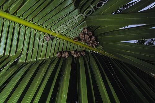 Biosphoto | 2050364 | Peter's Tent making bats (Uroderma bilobatum), Corcovado National Park, Costa Rica | &copy; Michael Turco / Biosphoto