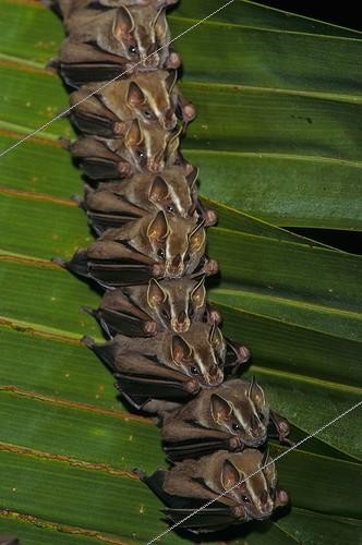 Biosphoto | 2050365 | Peter's Tent making bats (Uroderma bilobatum), Corcovado National Park, Costa Rica | &copy; Michael Turco / Biosphoto