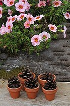 Biosphoto | 1233367 | Petis pots pinecones and perennial Potentilla | &copy; Catherine Fruhinsholz / Biosphoto
