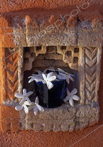 Biosphoto | 1208724 | Petit bouquet de Jasmin blanc | &copy; Gilles Le Scanff & Joëlle-Caroline Mayer / Biosphoto
