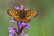 Biosphoto | 2393644 | Petit collier argenté (Boloria selene) posé sur un Orchis de Traunsteiner (Dactylorhiza traunsteineri), tourbiere d'Erbsenthal, Parc naturel régional des Vosges du Nord, Moselle, France | &copy; Stéphane Vitzthum / Biosphoto